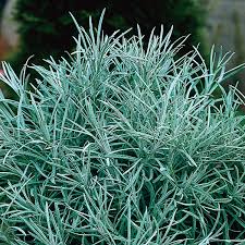 Helichrysum (planta del curri)